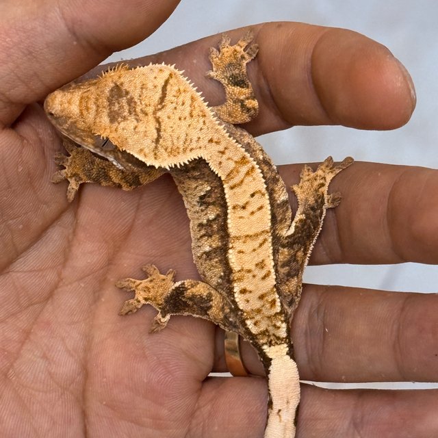 Normal 100% Het Axanthic