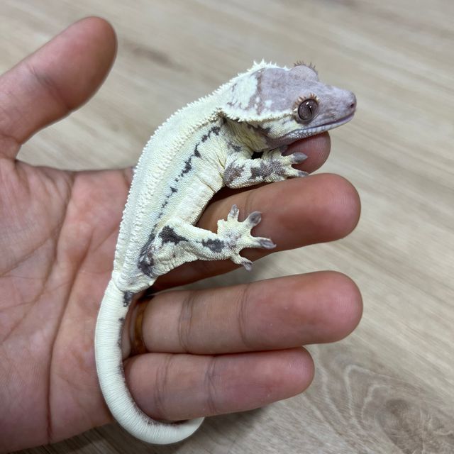프라푸치노