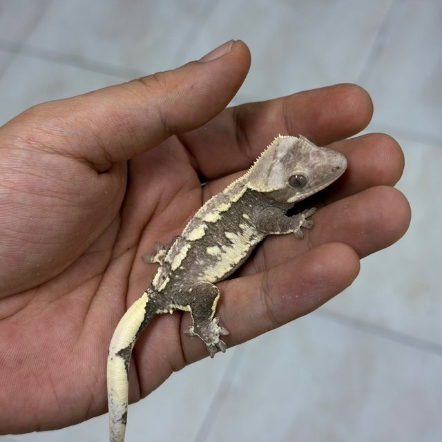 Axanthic