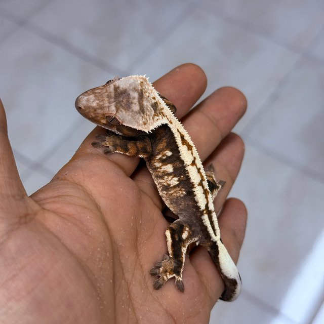 Sable 100% Het Axanthic
