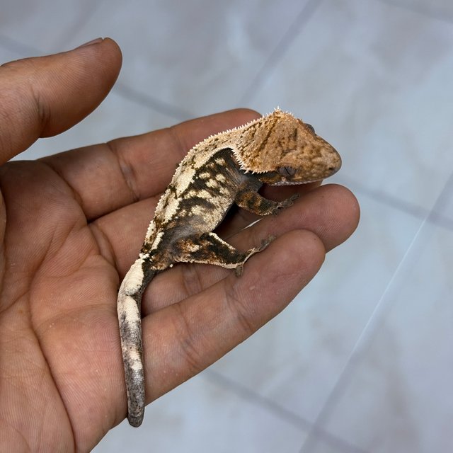 100% Het Axanthic Sable