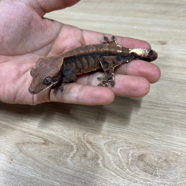 카푸치노