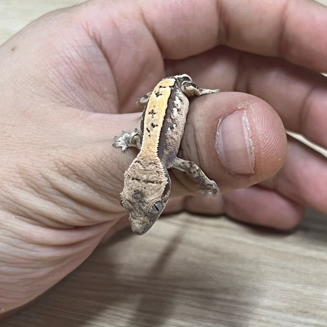 세이블