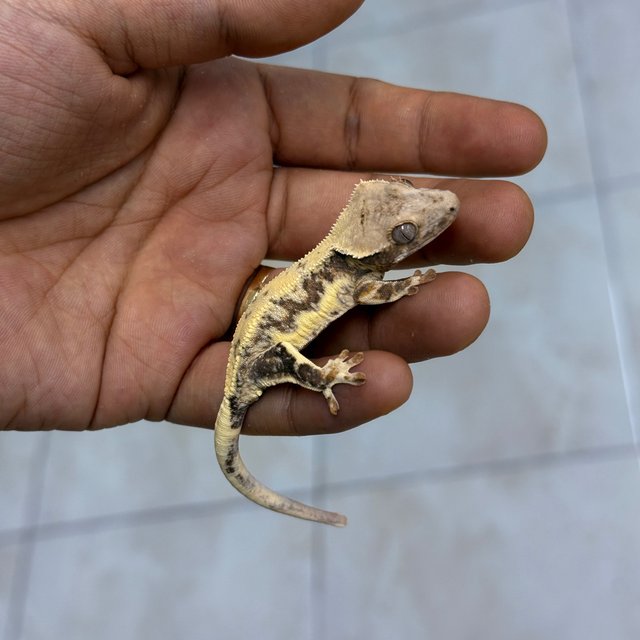 Lilly White 100% Het Axanthic 100% Het Chocho