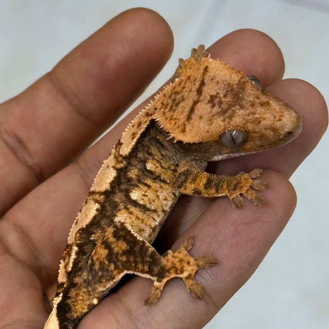 100% Het Axanthic 100% Het Chocho