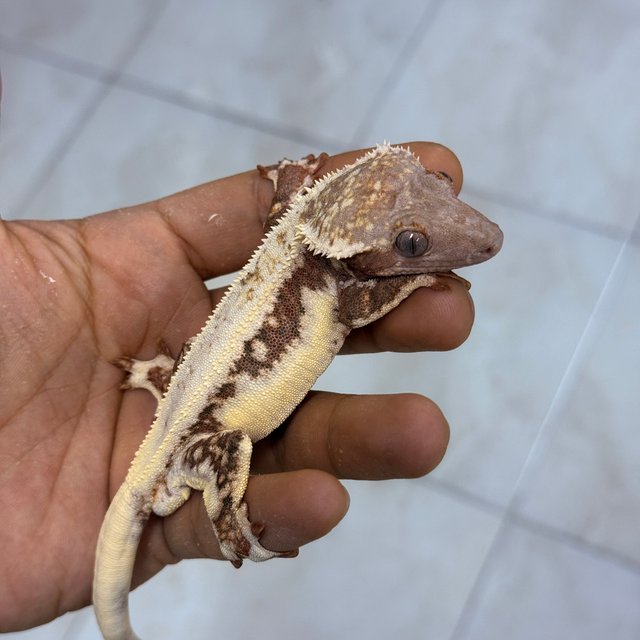 Lilly White Chocho
