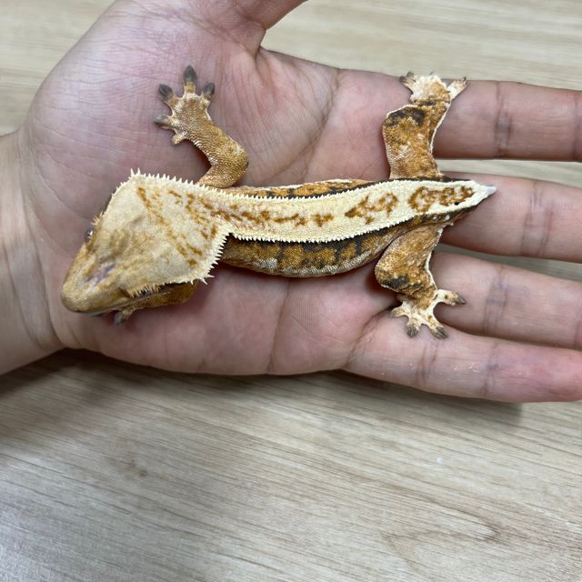 노멀 트라이