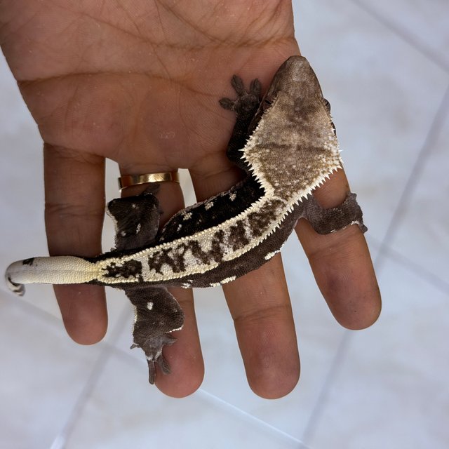 Axanthic