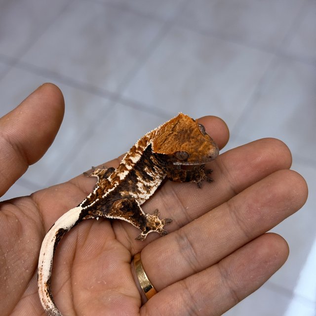 카푸치노 100%헷아잔틱