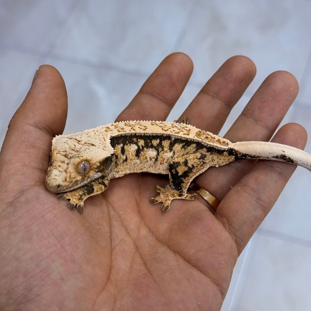 Normal 100% Het Axanthic