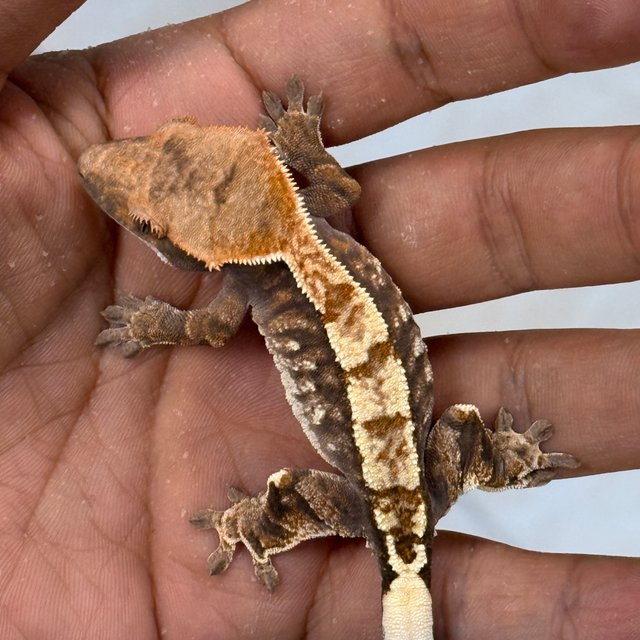 Cappuccino 100% Het Axanthic