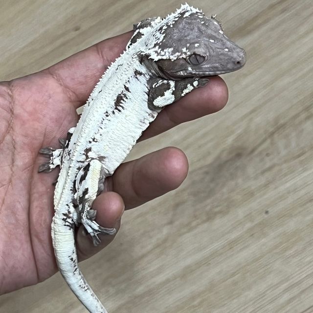 릴리 세이블 100%헷아잔틱