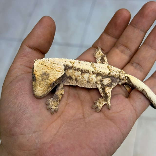 Sable 100% Het Axanthic