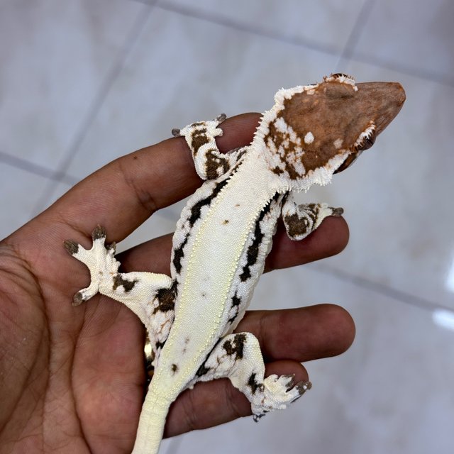 Frappuccino