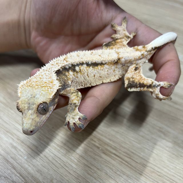 노멀 트라이