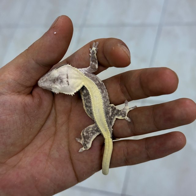 Lilly Axanthic