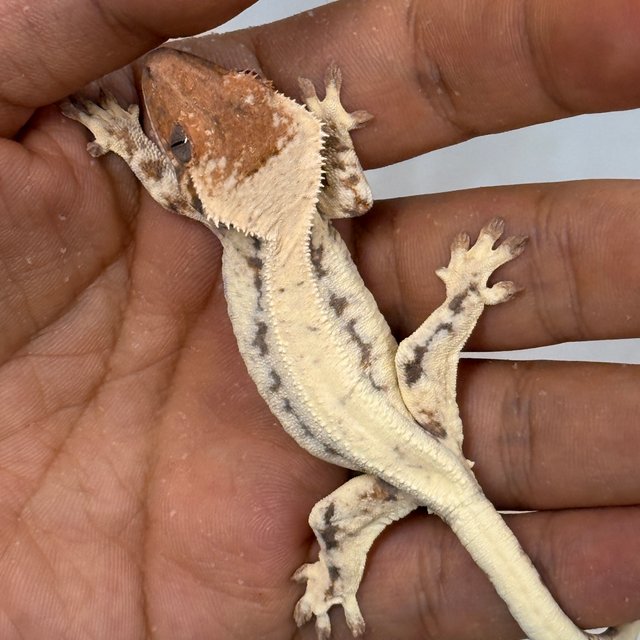 LW Sable 100% Het Axanthic