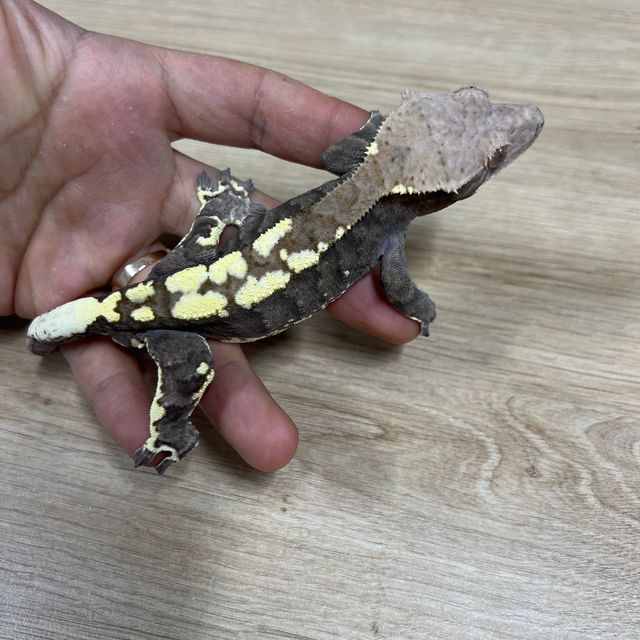 카푸치노