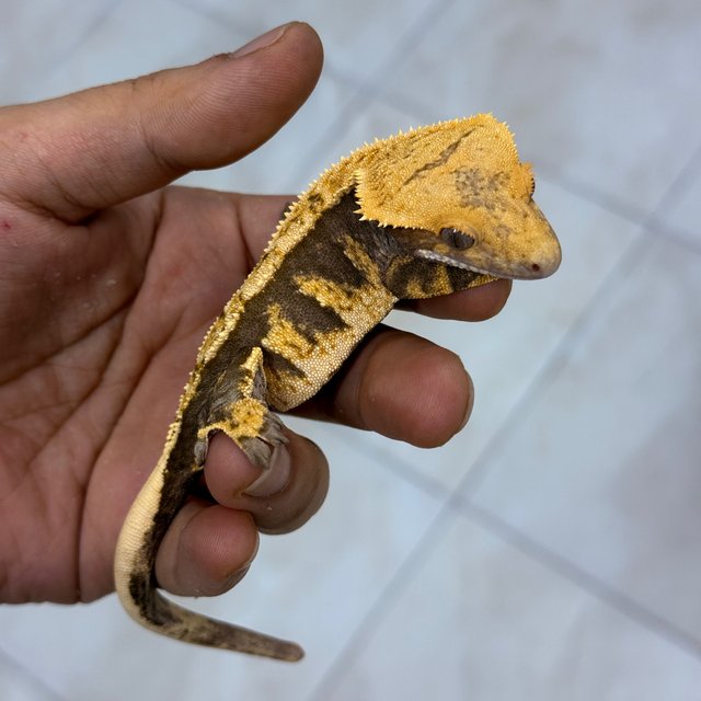 Normal 100% Het Axanthic