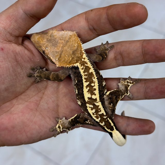 Cappuccino 100% Het Axanthic