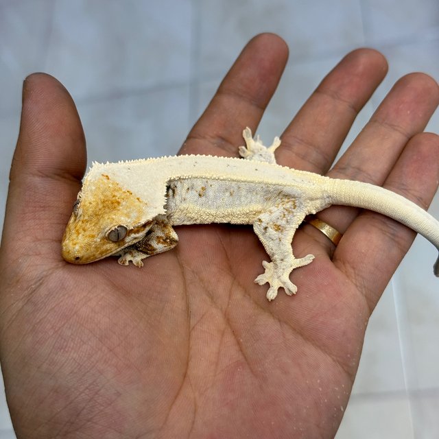 Lilly White