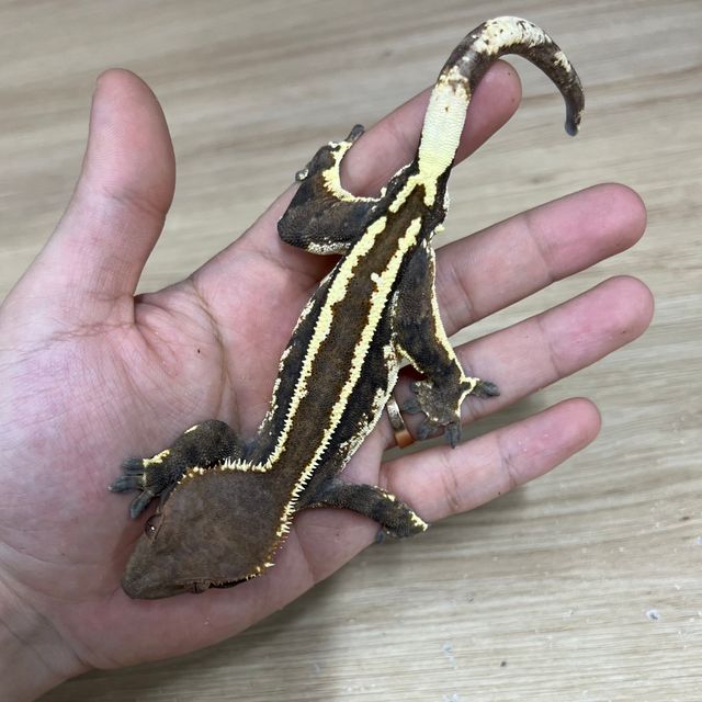 카푸치노