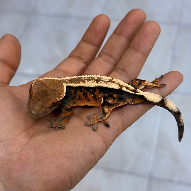 Sable 100% Het Axanthic