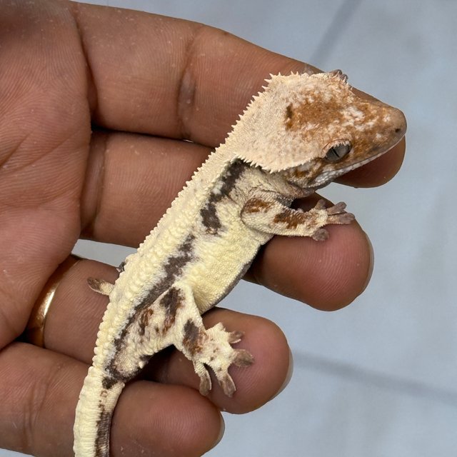 LW Sable 100% Het Axanthic