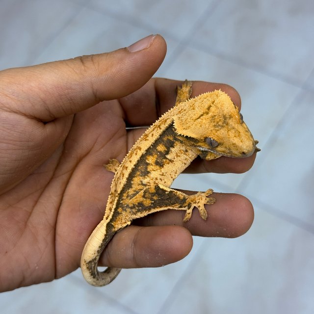 Normal 100% Het Axanthic
