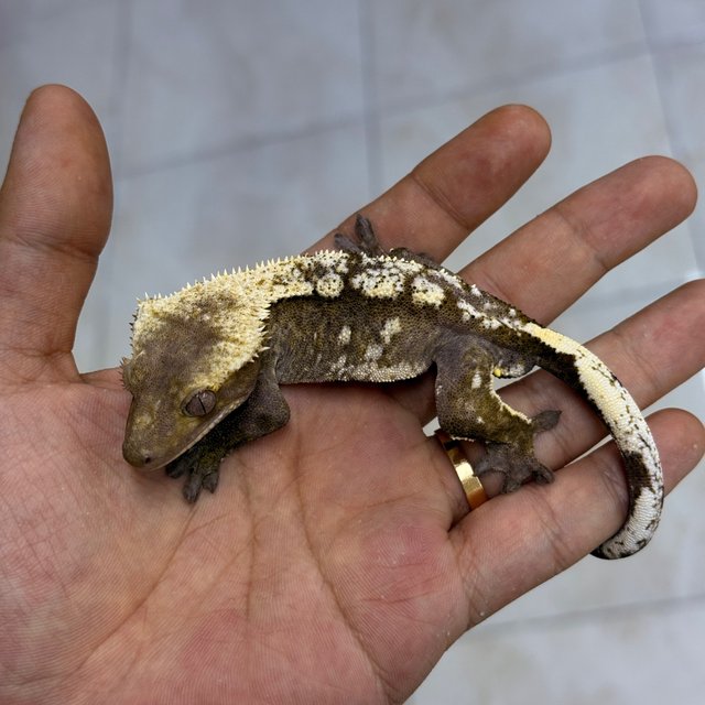 Axanthic