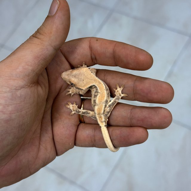 100% Het Axanthic 100% Het Chocho Lilly White