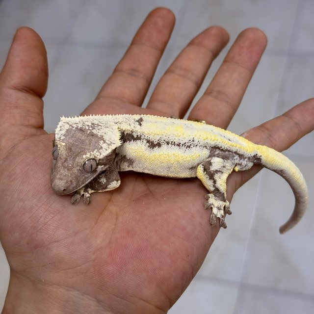 LW Sable Axanthic