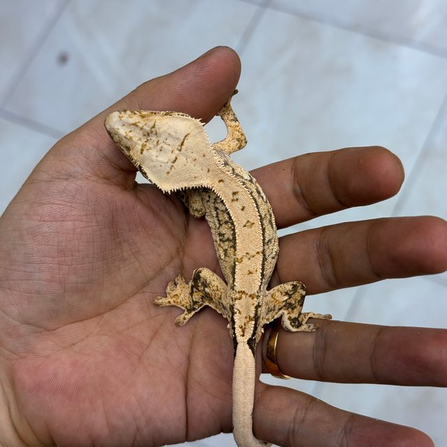 100% Het Axanthic Normal