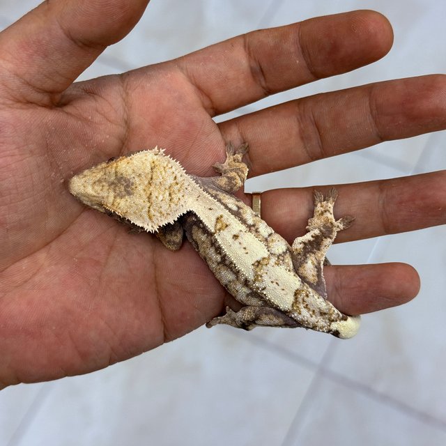 Sable 100% Het Axanthic