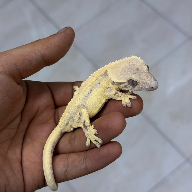 LW Sable 100% Het Axanthic