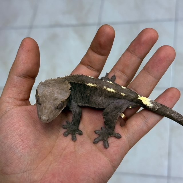 Sable Axanthic