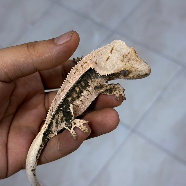 Normal 100% Het Axanthic
