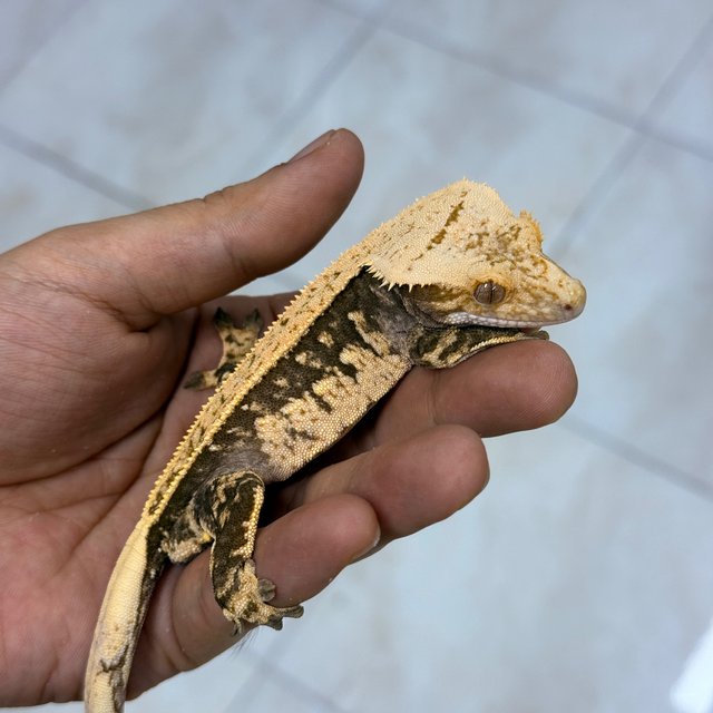Normal 100% Het Axanthic