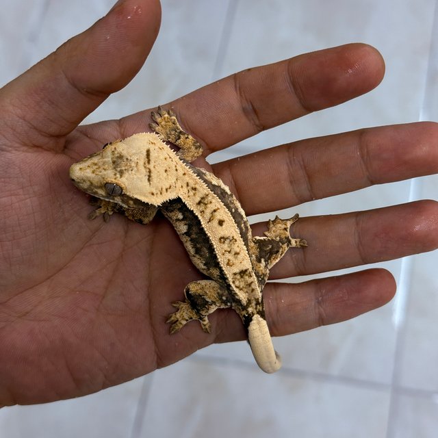 Normal 100% Het Axanthic