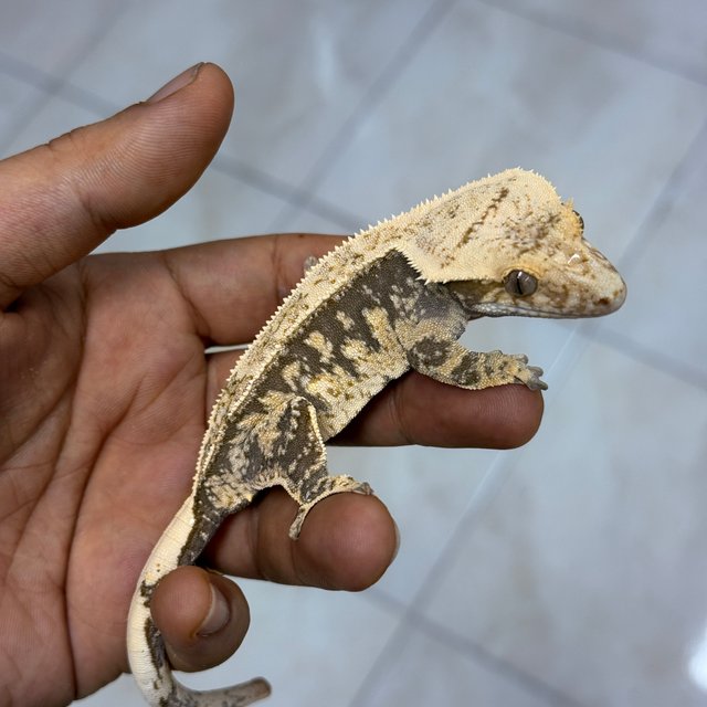 Normal 100% Het Axanthic