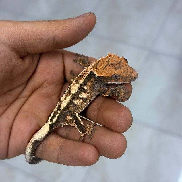 Sable 100% Het Axanthic