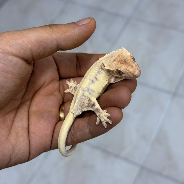100% Het Axanthic LW Sable