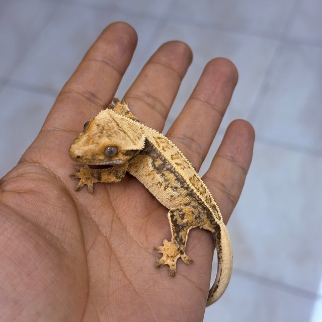Normal 100% Het Axanthic