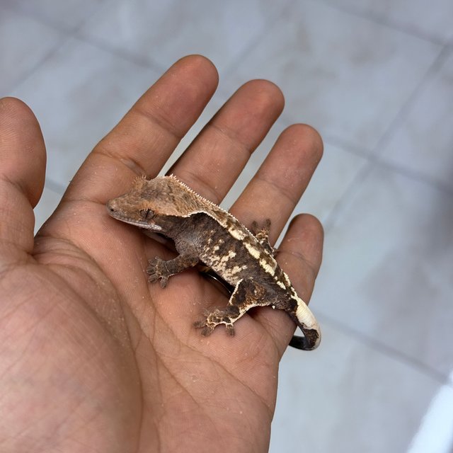 카푸치노 100%헷아잔틱