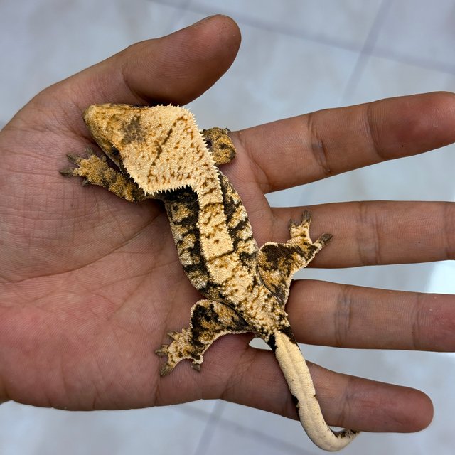 Normal 100% Het Axanthic