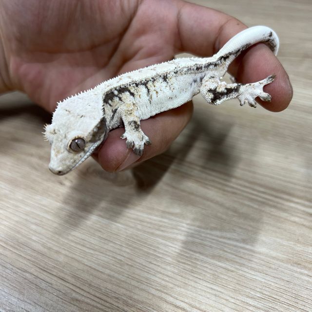 노멀