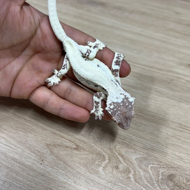 프라푸치노