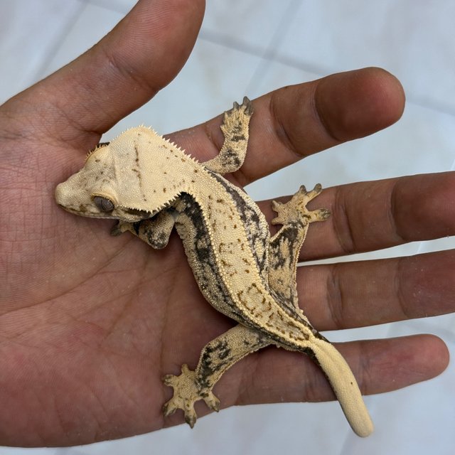 Normal 100% Het Axanthic