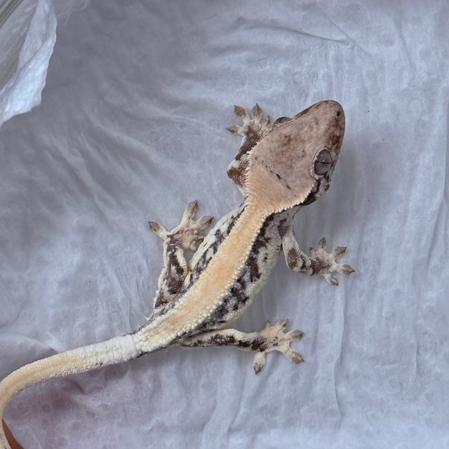 LW Sable 100% Het Axanthic