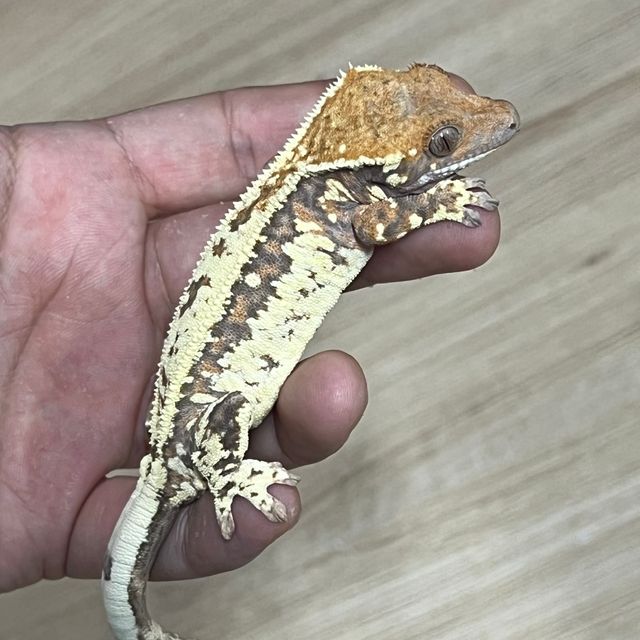 카푸치노